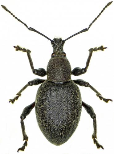 Otiorhynchus sp.